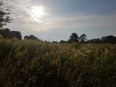 Open field and grasses under a blue sky