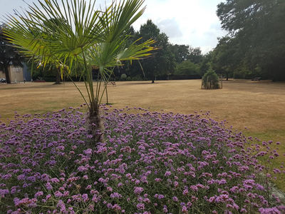 Summer planting in Oaklands Park