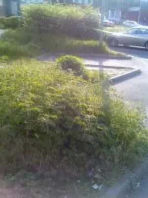 Overgrown verge / grass / weeds